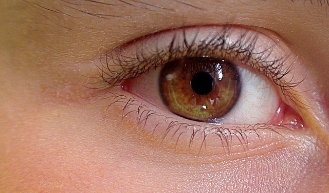 眼睛 人类的眼睛 解剖学 - 上的免费照片
