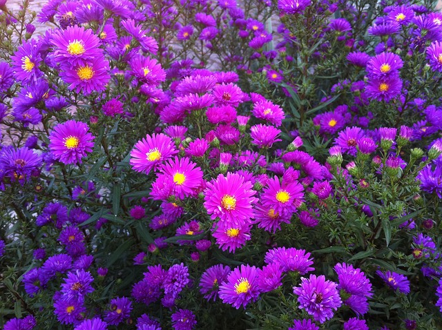 花 Asters - 上的免费照片
