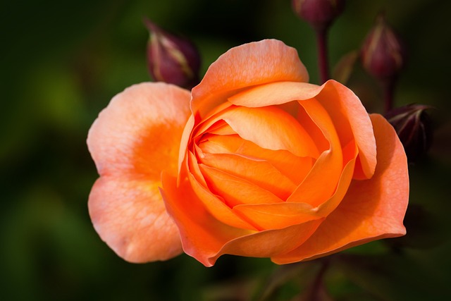 英国灌木玫瑰 花 植物 - 上的免费照片