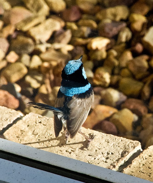 仙女鹪鹩 鹪 鸟 - 上的免费照片