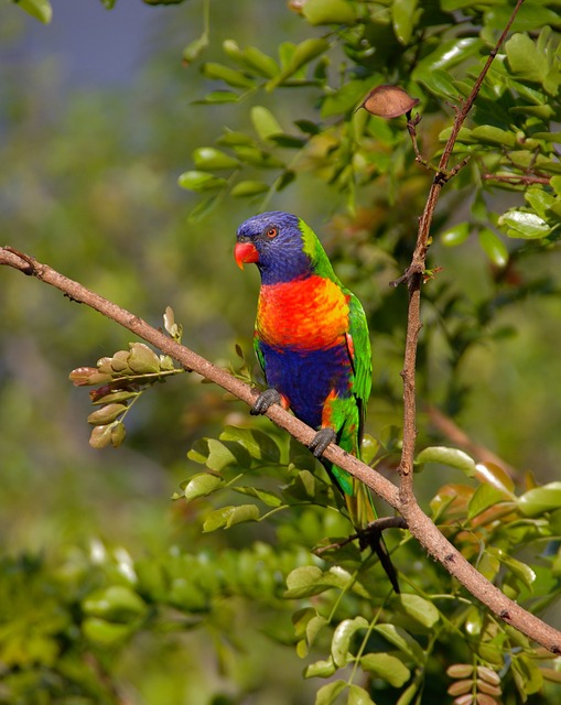 彩虹鹦鹉 鸟 枝杈 - 上的免费照片