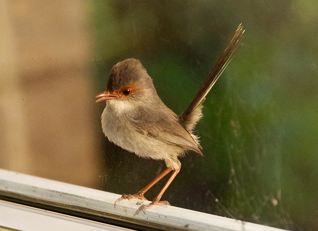 鹪 鸟 雌性杂色仙鹪鹩 - 上的免费照片