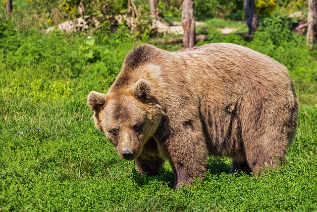 熊 棕色的熊 哺乳动物 - 上的免费照片