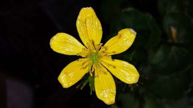 沼泽万寿菊 沼泽金盏花 花卉 - 上的免费照片