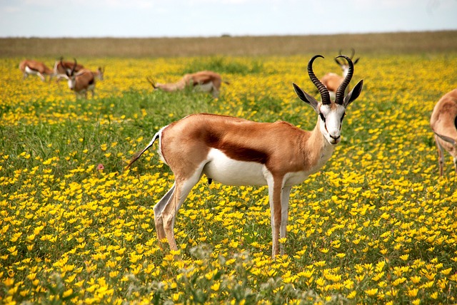 羚羊 自然 花朵 - 上的免费照片