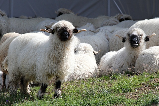 黑鼻羊 羊 羊群 - 上的免费照片