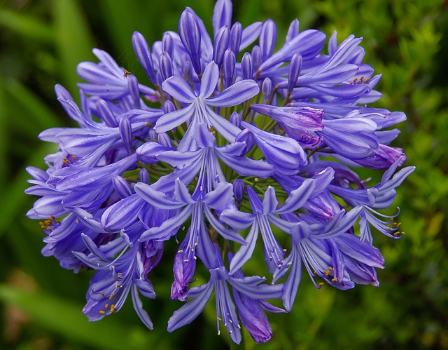 Agapanthus 花 盛开 - 上的免费照片