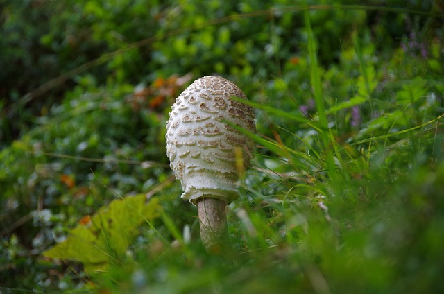 蘑菇 梧桐 雨伞 - 上的免费照片