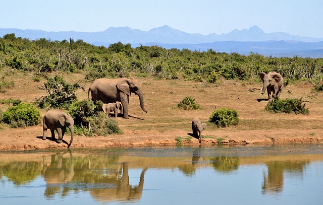 大象 大象群 动物 - 上的免费照片