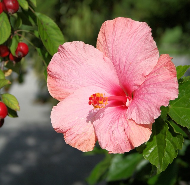 芙蓉 花 花的 - 上的免费照片