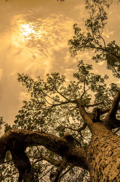 树 树干 森林 - 上的免费照片
