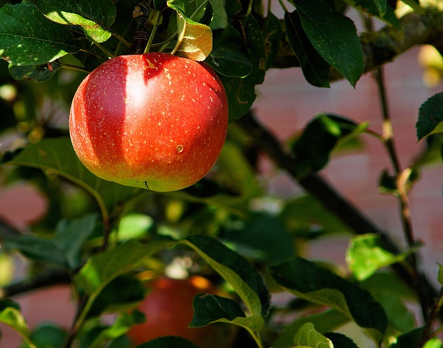 苹果 树 苹果园 - 上的免费照片
