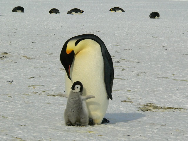 企鹅 帝企鹅 婴儿 - 上的免费照片