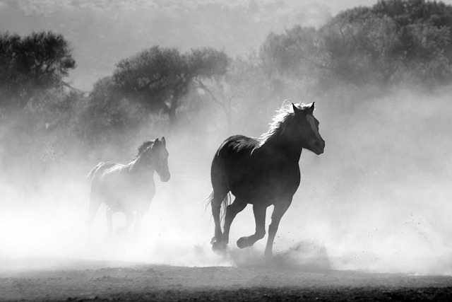马匹 驰骋 跑步 - 上的免费照片