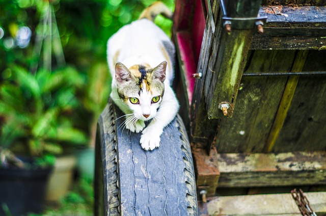 猫 猫科动物 鬼鬼祟祟 - 上的免费照片