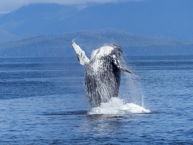 座头鲸 自然奇观 自然 - 上的免费照片