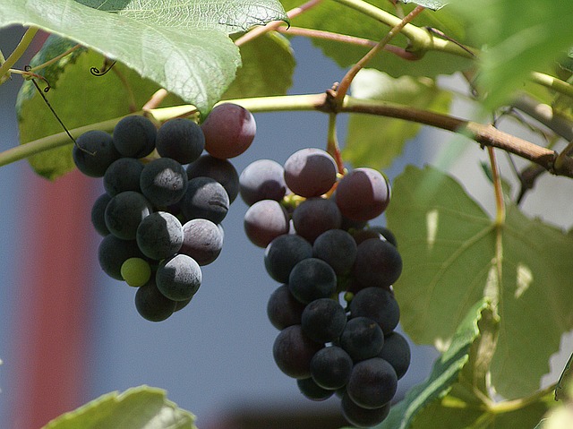 葡萄 水果 束 - 上的免费照片