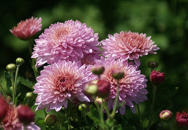 紫苑 花朵 花园 - 上的免费照片