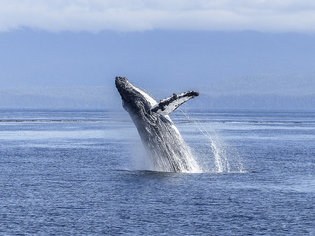 座头鲸 自然奇观 自然 - 上的免费照片