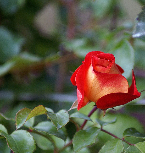 玫瑰 阴影 活 - 上的免费照片