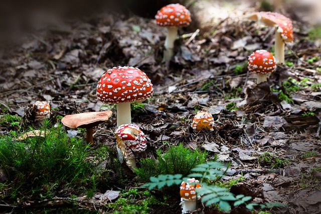 飞木耳 蘑菇 苔藓 - 上的免费照片