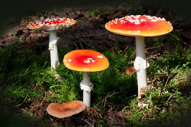 毒菌 毒蝇伞 蘑菇 - 上的免费照片