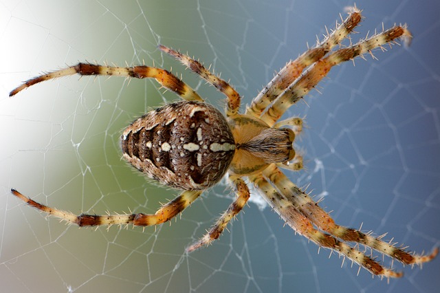蜘蛛 动物 蛛网 - 上的免费照片