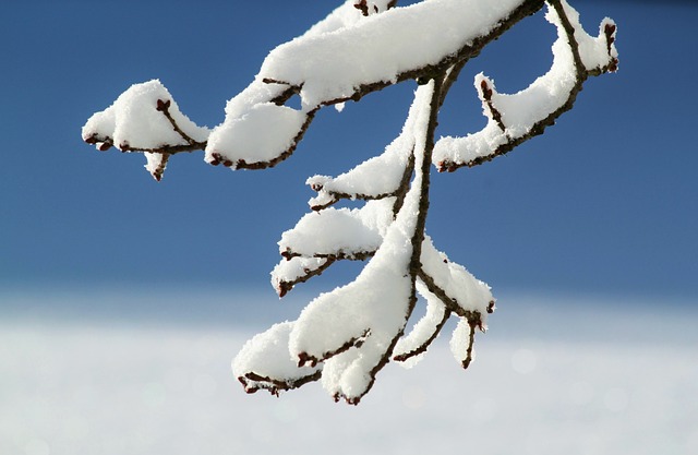 分支 冬天 雪 - 上的免费照片
