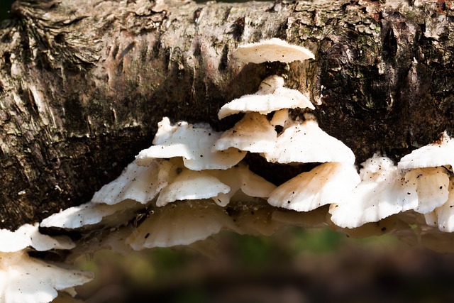 萨夫林 蘑菇 海绵 - 上的免费照片