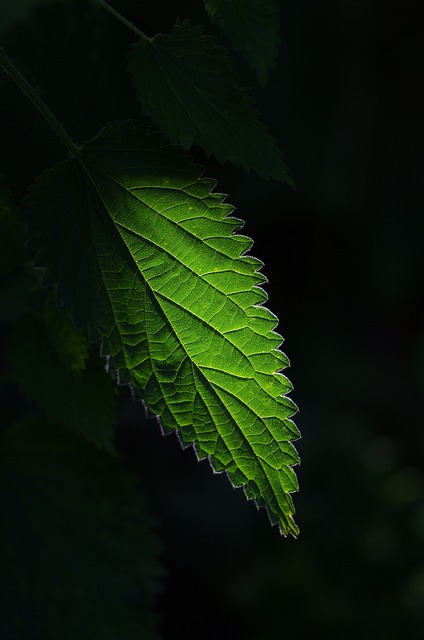 荨麻 叶子 植物 - 上的免费照片