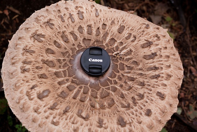 梧桐 蘑菇 屏幕真菌 - 上的免费照片