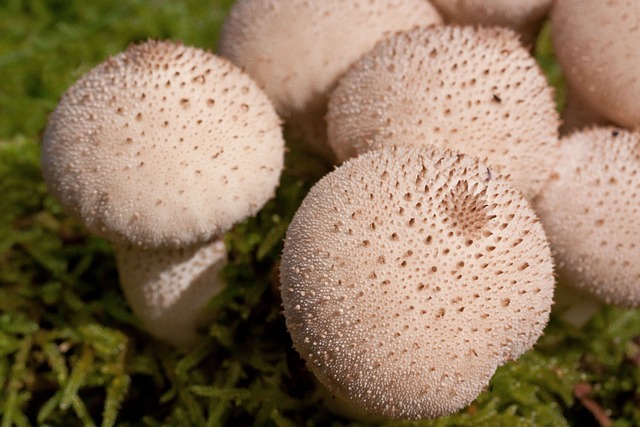 Umbrinum 牛人 袋 - 上的免费照片