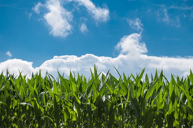 玉米田 农场 云 - 上的免费照片