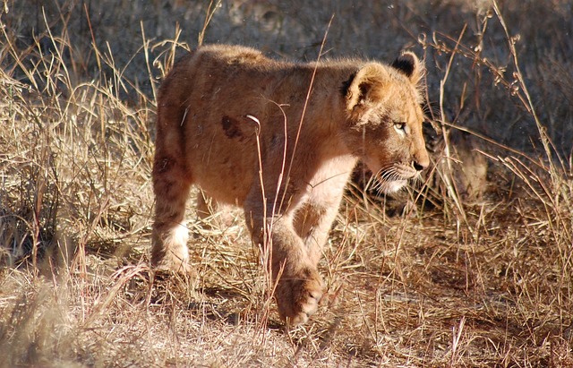 狮子 小狮子 动物 - 上的免费照片