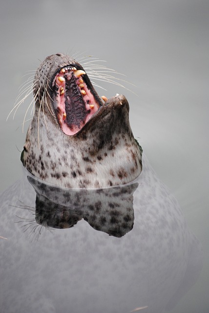 海豹 牙齿 哺乳动物 - 上的免费照片