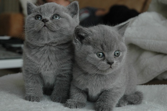 年轻的猫 猫咪 猫 - 上的免费照片