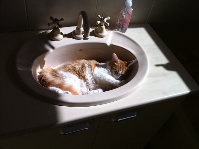 猫 睡眠 洗脸盆 - 上的免费照片