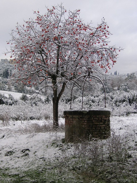 雪 树 冬天 - 上的免费照片