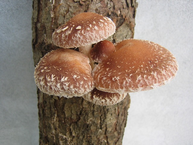菌 香菇 蘑菇 - 上的免费照片