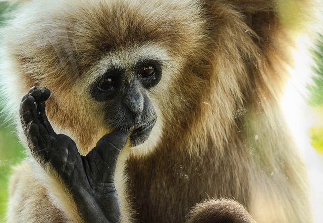 长臂猿 灵长类动物 猿 - 上的免费照片