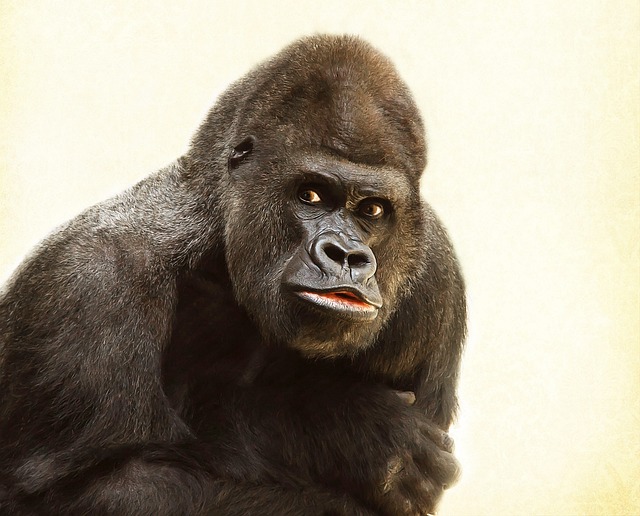 大猩猩 银背 猿 - 上的免费照片