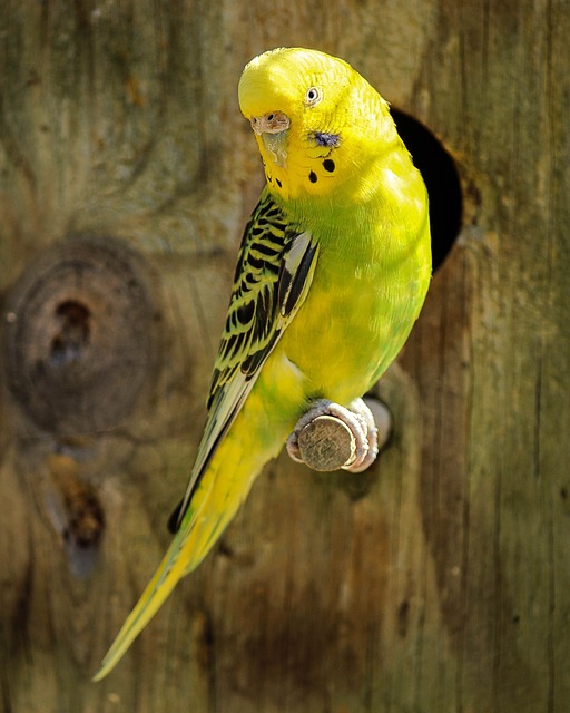 长尾小鹦鹉 黄鹦鹉 鸟 - 上的免费照片