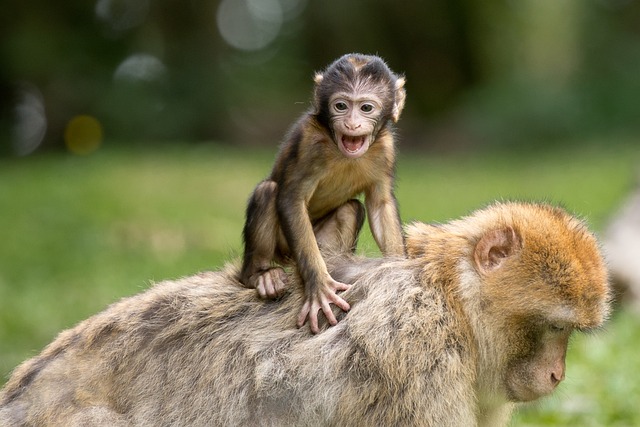 猴子 柏拉芬 哺乳动物 - 上的免费照片