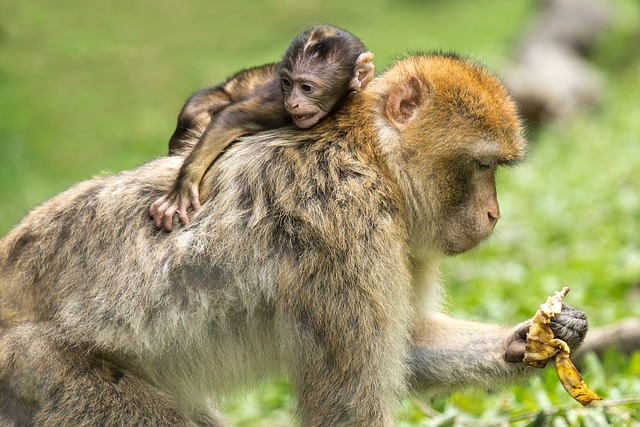 巴巴利猕猴 猴子 母亲和儿童 - 上的免费照片