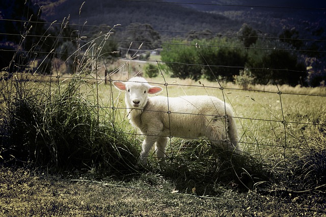 羊肉 羊 栅栏 - 上的免费照片