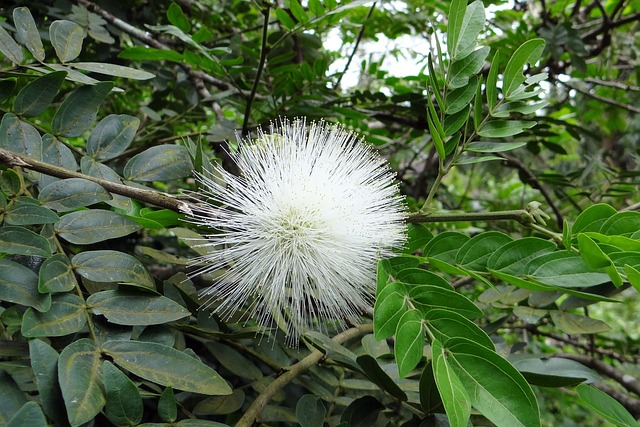 粉扑 花 植物群 - 上的免费照片