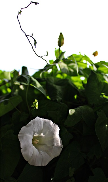 登山者植物 白色的花 旋花 - 上的免费照片