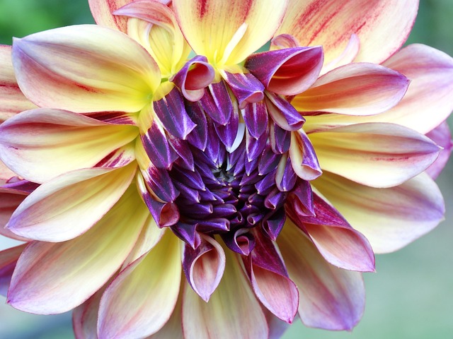 达利 花 花开花 - 上的免费照片