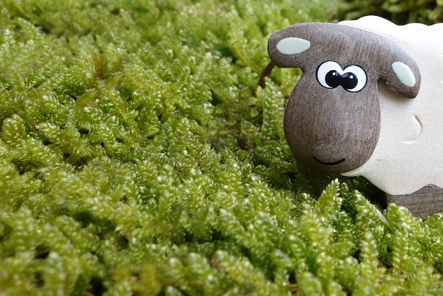 羊 苔藓 草地 - 上的免费照片
