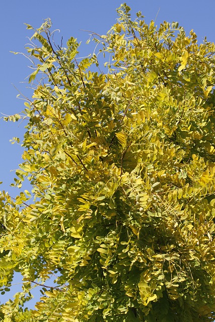 美国滑石 皂角 树 - 上的免费照片